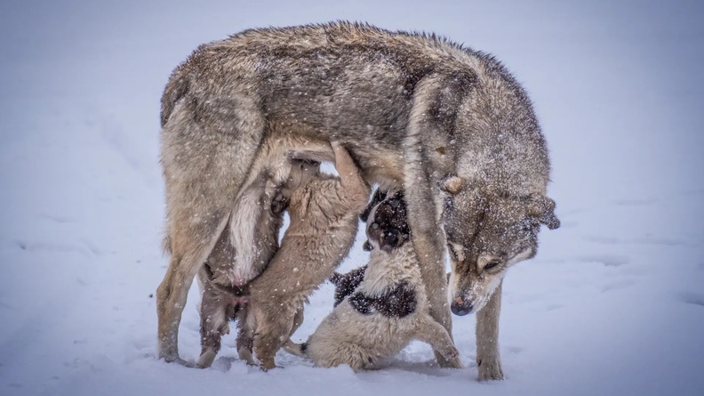 Dog feeds puppies during snowfall, Turkey